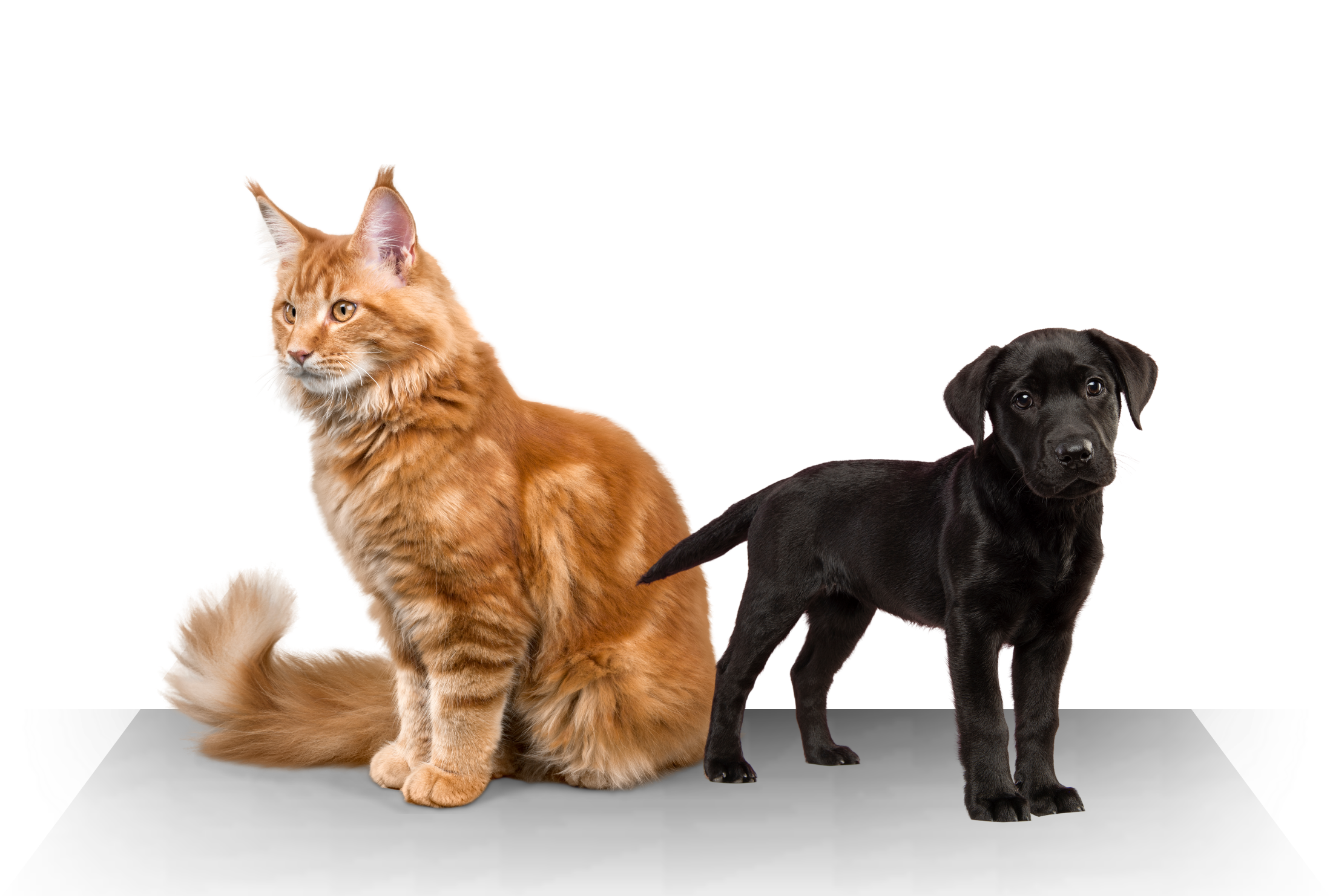 Pet food subscription service